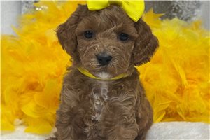 Maeve - puppy for sale