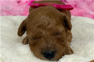 Sally - puppy for sale
