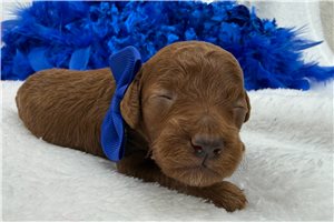 Fenway - Poodle, Miniature for sale