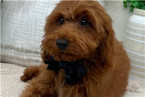 Hendrix - Poodle, Miniature for sale