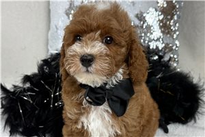 Jonas - Poodle, Miniature for sale