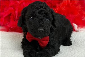 Rufus - Miniature Poodle for sale