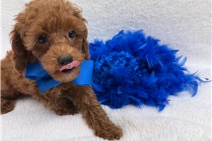 Fenway - Miniature Poodle for sale