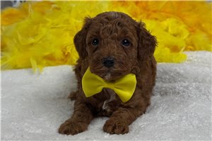 Tate - Poodle, Miniature for sale