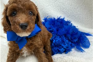 Samuel - Miniature Poodle for sale