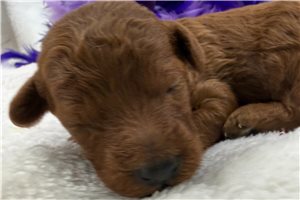 Felicity - puppy for sale