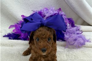 Felicity - Miniature Poodle for sale