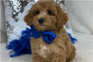 Roly - Poodle, Miniature for sale