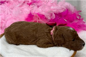 Jules - Poodle, Miniature for sale