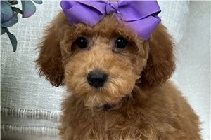 Mira - Miniature Poodle for sale