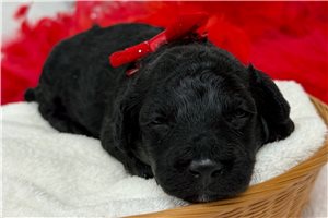 Rufus - Poodle, Miniature for sale
