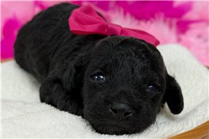 Rosa - Poodle, Miniature for sale
