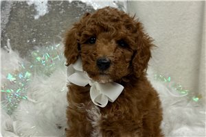 Joseph - Poodle, Miniature for sale