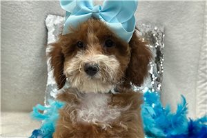 Promise - Poodle, Miniature for sale
