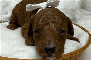 Joseph - Poodle, Miniature for sale