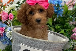 Minx - puppy for sale
