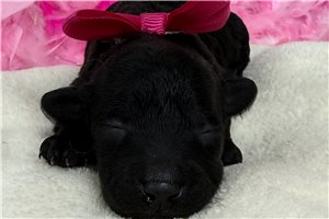 Rosa - puppy for sale
