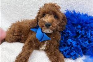 Samuel - Miniature Poodle for sale