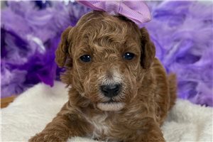 Rain - Poodle, Miniature for sale