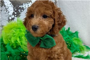 Scooby - Poodle, Miniature for sale