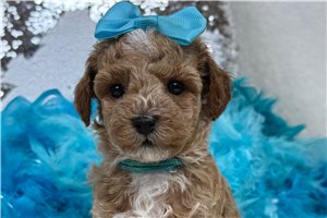 Zella - Poodle, Miniature for sale