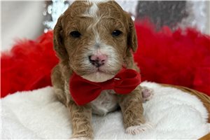Petey - Poodle, Miniature for sale