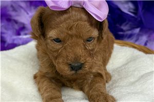 Sienna - Poodle, Miniature for sale