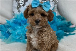 Zella - puppy for sale