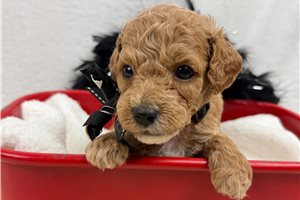 Elvin - Poodle, Miniature, placed in Tyler / East TX