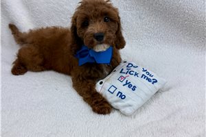 Samuel - Miniature Poodle for sale