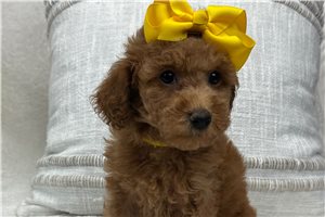 Minnie - Poodle, Miniature for sale