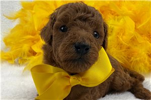 Donovan - Poodle, Miniature for sale