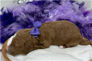 Jenny - Poodle, Miniature for sale