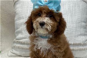 Promise - puppy for sale