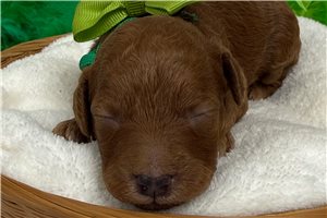 Scooby - Poodle, Miniature for sale