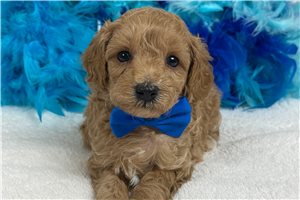 Roly - Poodle, Miniature for sale