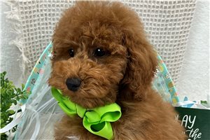 Harlow - Poodle, Miniature for sale