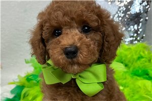 Harlow - Poodle, Miniature for sale