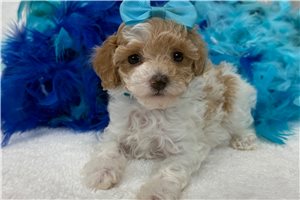 Pippa - Poodle, Miniature for sale