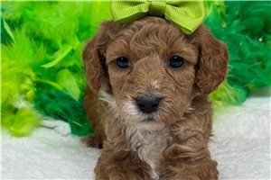 Maria - Poodle, Miniature for sale