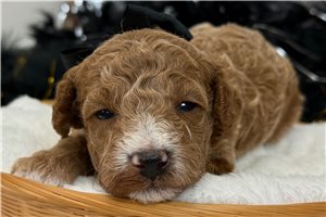 Ralph - Poodle, Miniature for sale