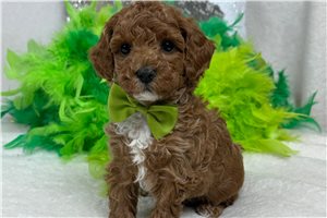 Kipling - Poodle, Miniature for sale