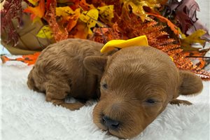 Fredrick - puppy for sale