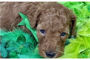 Scooby - Poodle, Miniature for sale
