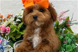 Hattie - puppy for sale