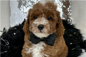 Jonas - Poodle, Miniature for sale