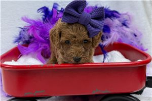 Elenora - Miniature Poodle for sale