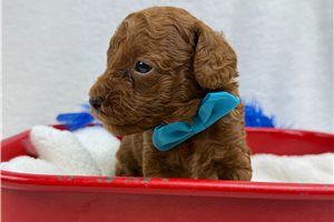 Fenway - Miniature Poodle for sale
