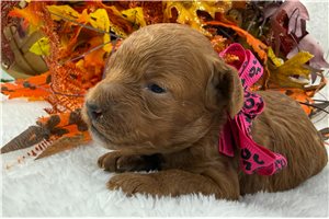 Fiona - puppy for sale