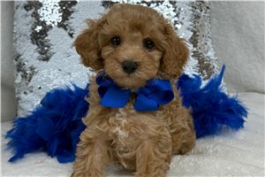 Roly - Poodle, Miniature for sale